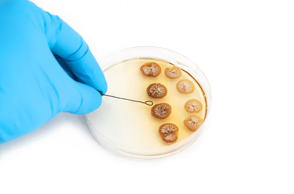 Fungi on agar plate — Stock Photo, Image