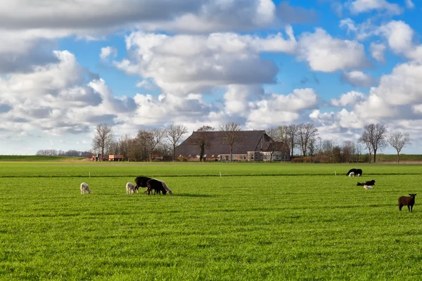 Pâturage de moutons sur pâturage — Photo