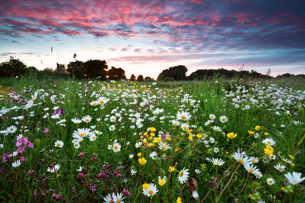 Летние полевые цветы на драматическом закате Лицензионные Стоковые Изображения