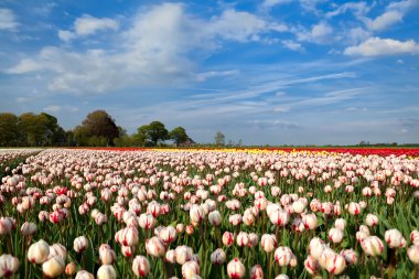 Hollandalı bahar alanlar üzerinde kırmızı ve beyaz tulipd