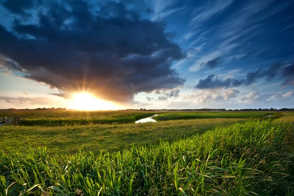 Захід сонця над зеленим літнім луком — стокове фото