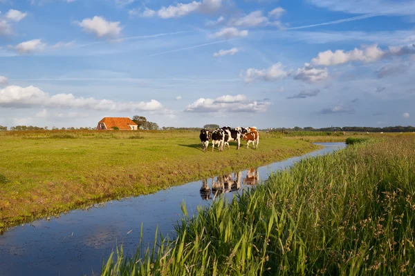 Bovinos em terras agrícolas neerlandesas — Fotografia de Stock