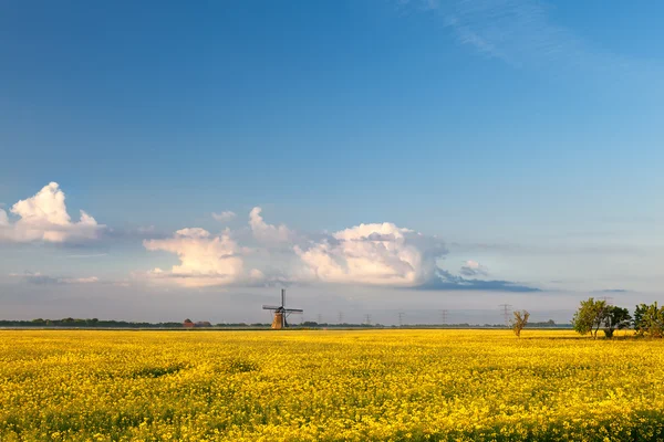 Gula raps blommor fält — Stockfoto