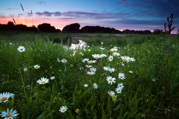 Daisy virágok naplementekor — Stock Fotó