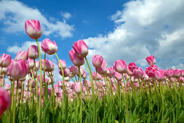 Tulip merah muda yang indah di lapangan musim semi — Stok Foto