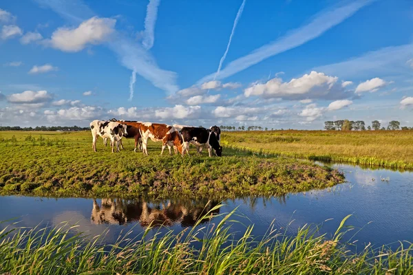 Kühe auf der Weide bei blauem Himmel — Stockfoto