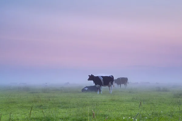 Kühe auf nebliger Weide bei Sonnenaufgang — Stockfoto