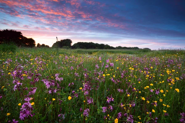 Roze wilde bloemen bij zonsondergang — Stockfoto