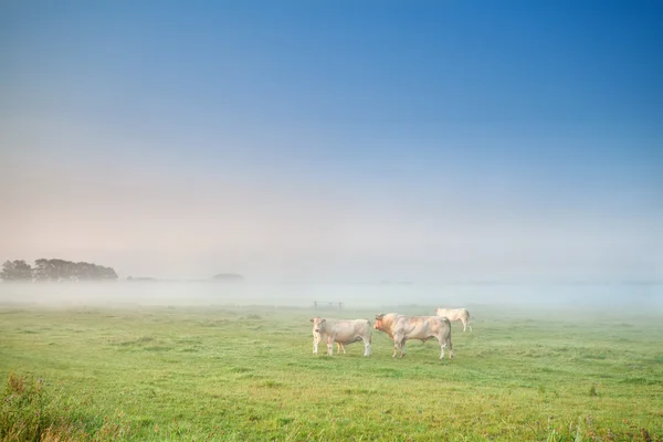 Cow and bull in mist on pasture — Stock Photo, Image