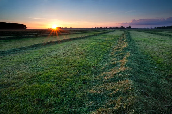 Geknipte hooi op veld bij zonsopgang — Stockfoto