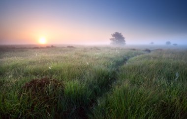 puslu Sunrise çim ile yolu