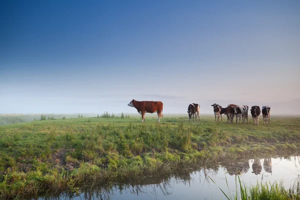 Kühe auf nebliger Morgenwiese — Stockfoto
