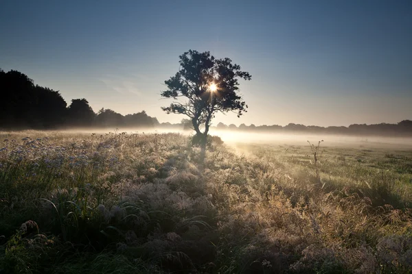 Sunbeams through tree in misty morning — Stock Photo, Image