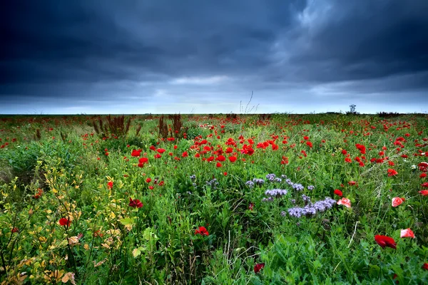 Field with red poppy flowers — Stock Photo, Image