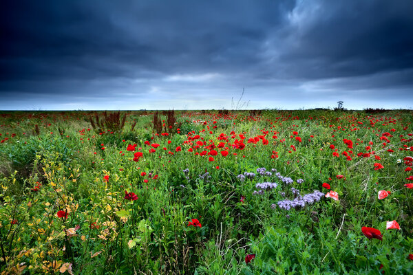 field with red poppy flowers