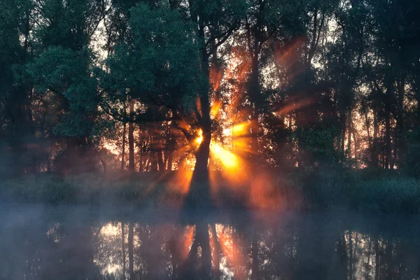 Raios de sol atrás da árvore na manhã enevoada — Fotografia de Stock