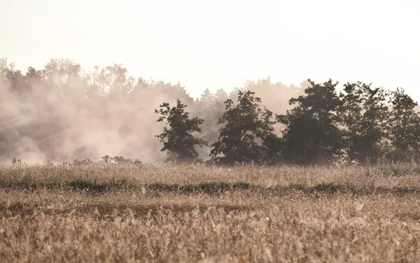 Rano mgła nad łąka — Zdjęcie stockowe