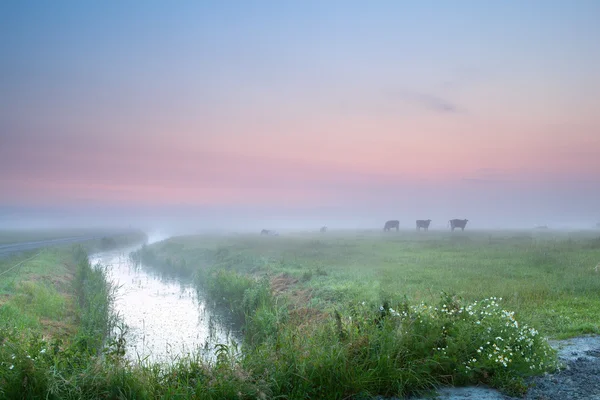 Cow silhouettes on misty pasture — Stock Photo, Image