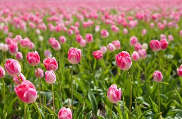 Sole attraverso tulipani rosa — Foto Stock