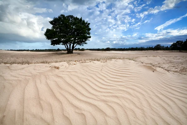 Sandstruktur auf Düne — Stockfoto