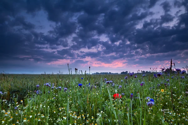 Sunrise over field with wildflowers — Stock Photo, Image