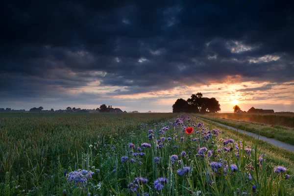 Warmer Sommersonnenaufgang über Blumenwiesen — Stockfoto