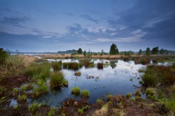 Swamp in dusk — Stok fotoğraf