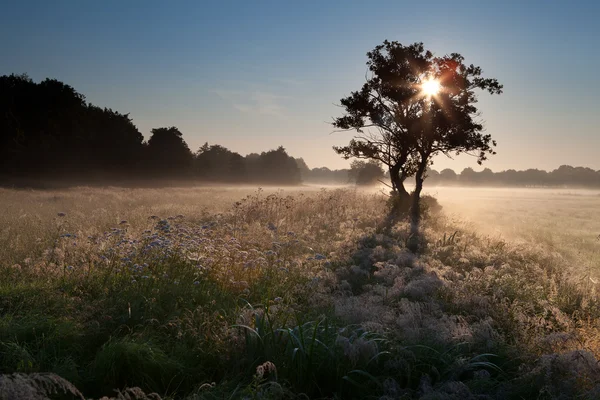 Star sunbeams through tree — Stock Photo, Image