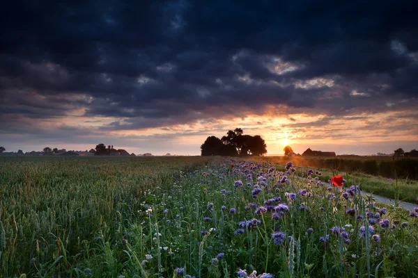 Warmer Sommersonnenaufgang über blühender Wiese — Stockfoto