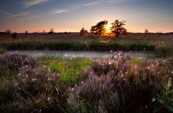 Coucher de soleil sur les marécages et bruyère fleurie — Photo