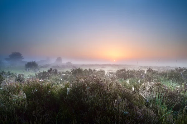 Nebuloso amanecer sobre heather prados —  Fotos de Stock