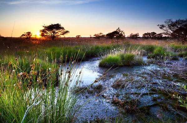 Solnedgång över kärr i sommar — Stockfoto