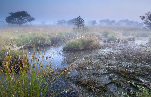 Pântano no nevoeiro da manhã — Fotografia de Stock