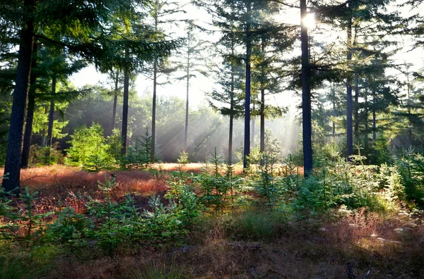 Raggi del sole mattutini nella foresta di conifere — Foto Stock