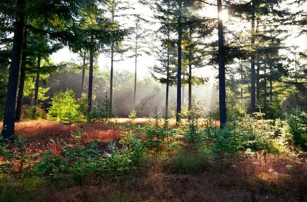 Rayos de sol matutinos en bosques de coníferas —  Fotos de Stock