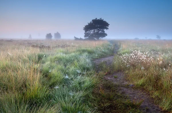 Путь в туманное летнее утро — стоковое фото