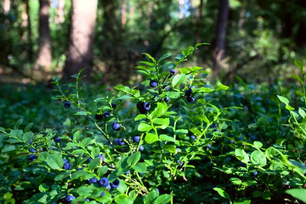 Arbustos de arándanos en el bosque — Foto de Stock