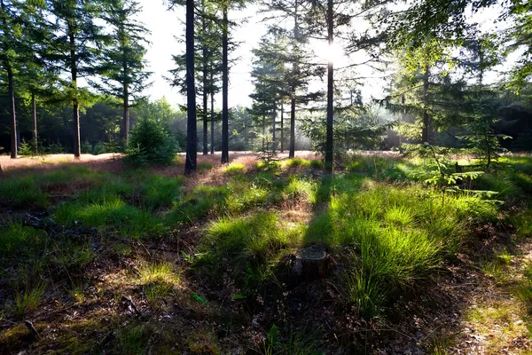 緑の森林夏の日光 — ストック写真
