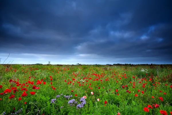 Поле маковых цветов и темное небо — стоковое фото