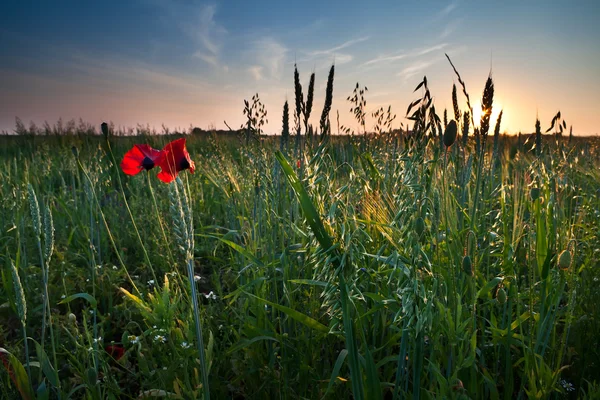 Fiori di papavero e avena sul campo — Foto Stock