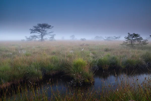 Плотный туман над болотом — стоковое фото