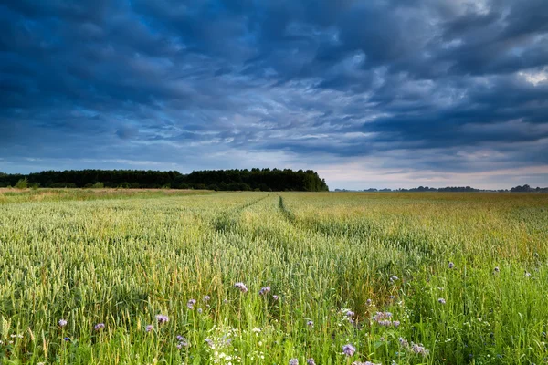 Campo de trigo en luz de la mañana — Foto de Stock