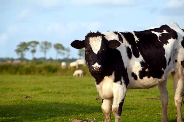 Zwarte en witte koe op weiland — Stockfoto
