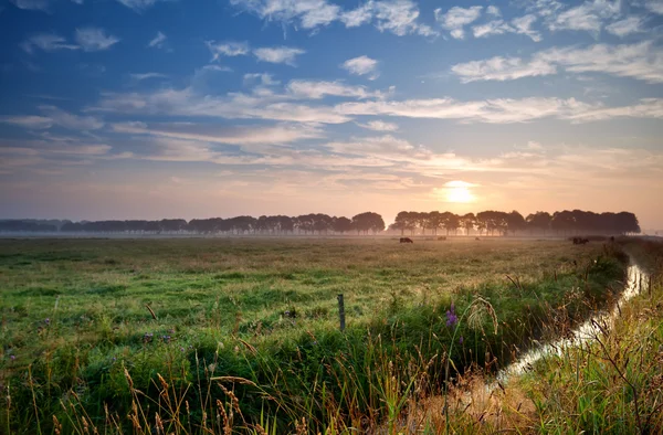 Yeşil pastoral üzerinde gündoğumu — Stok fotoğraf