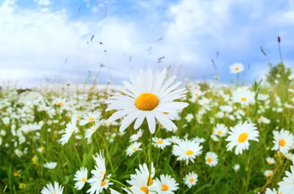 Weiße Gänseblümchenblümchen über blauem Himmel — Stockfoto