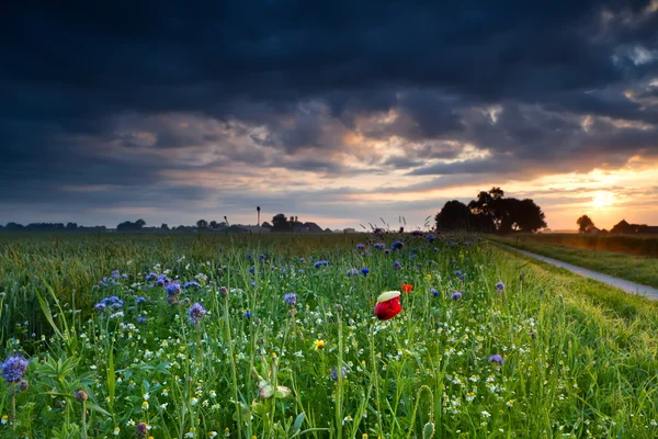 Flores silvestres coloridas ao nascer do sol — Fotografia de Stock