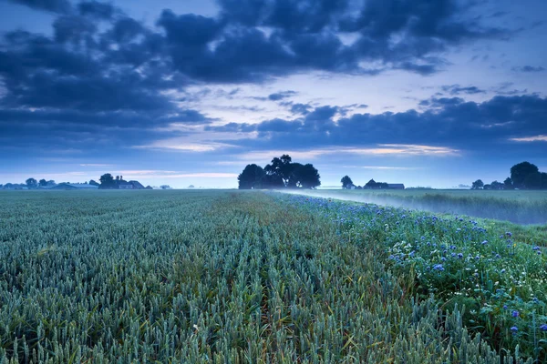 Campo di grano e fiori al crepuscolo — Foto Stock