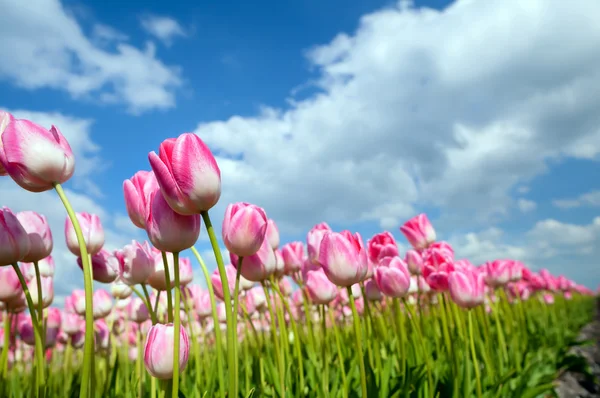 Many pink tulips on field — Stock Photo, Image