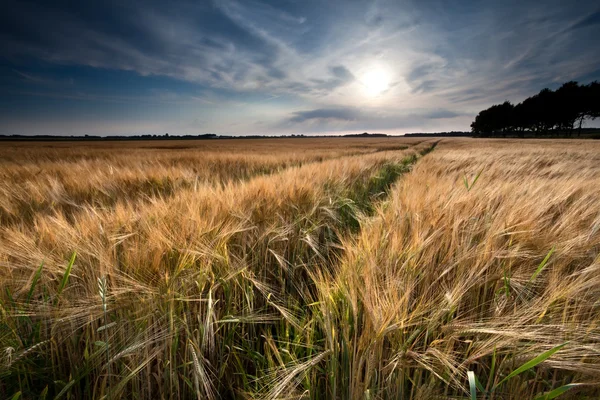 Gouden tarweveld voor zonsondergang — Stockfoto