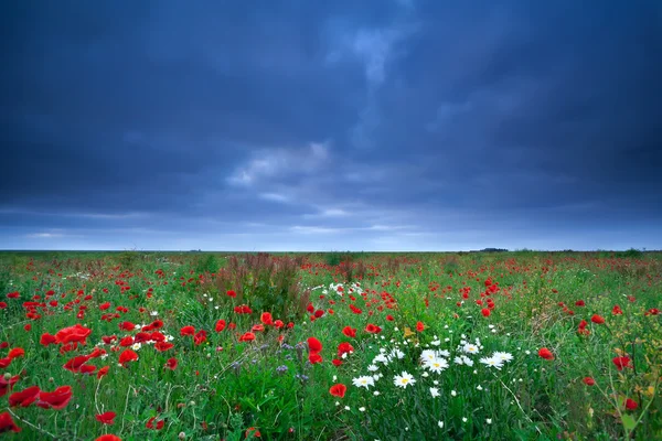 Campo con papavero e fiori di margherita — Foto Stock